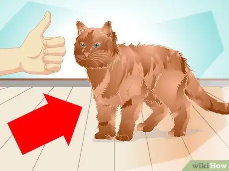 Image titled Teach a Cat to "High Five" Step 3